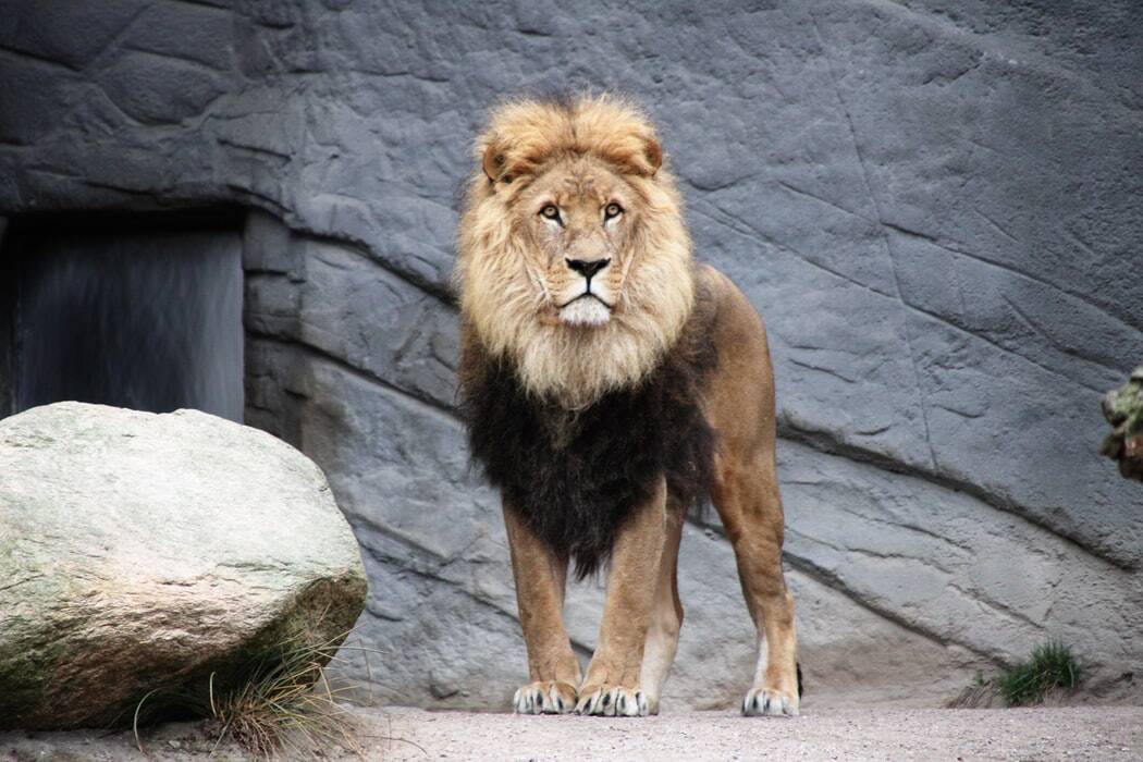 A lion as a metaphor for the power of semen retention..