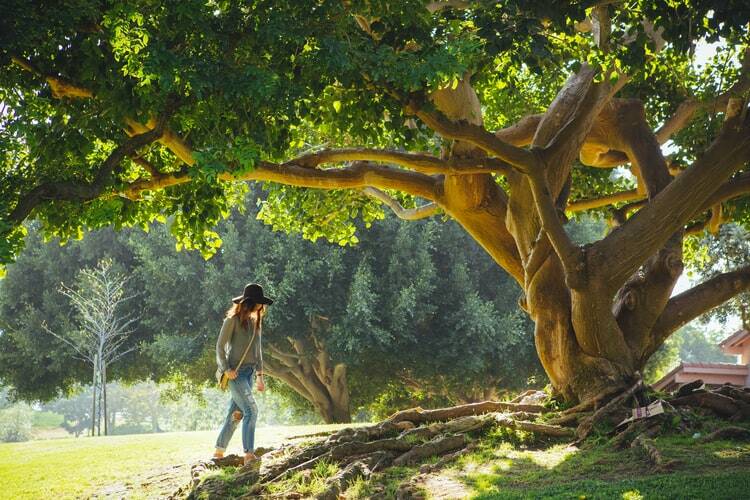 A women walking toward the roots of a tree.