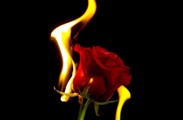 a rose ablaze..