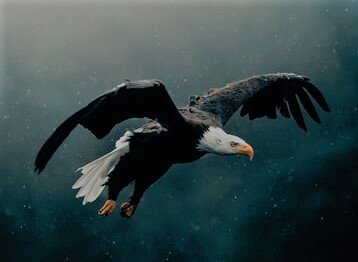 An eagle soaring..