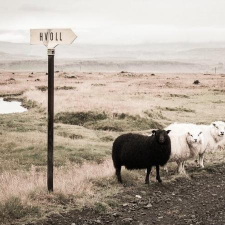 a black sheep symbolic of an outcast..