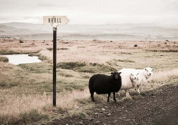 a black sheep symbolic of an outcast..